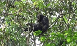 famous for the chimpanzee trekking